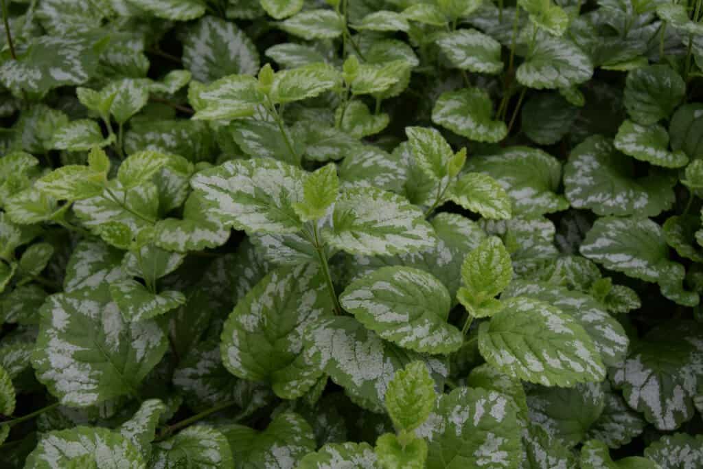 Lamium galeobdolon 'Florentinum' ---